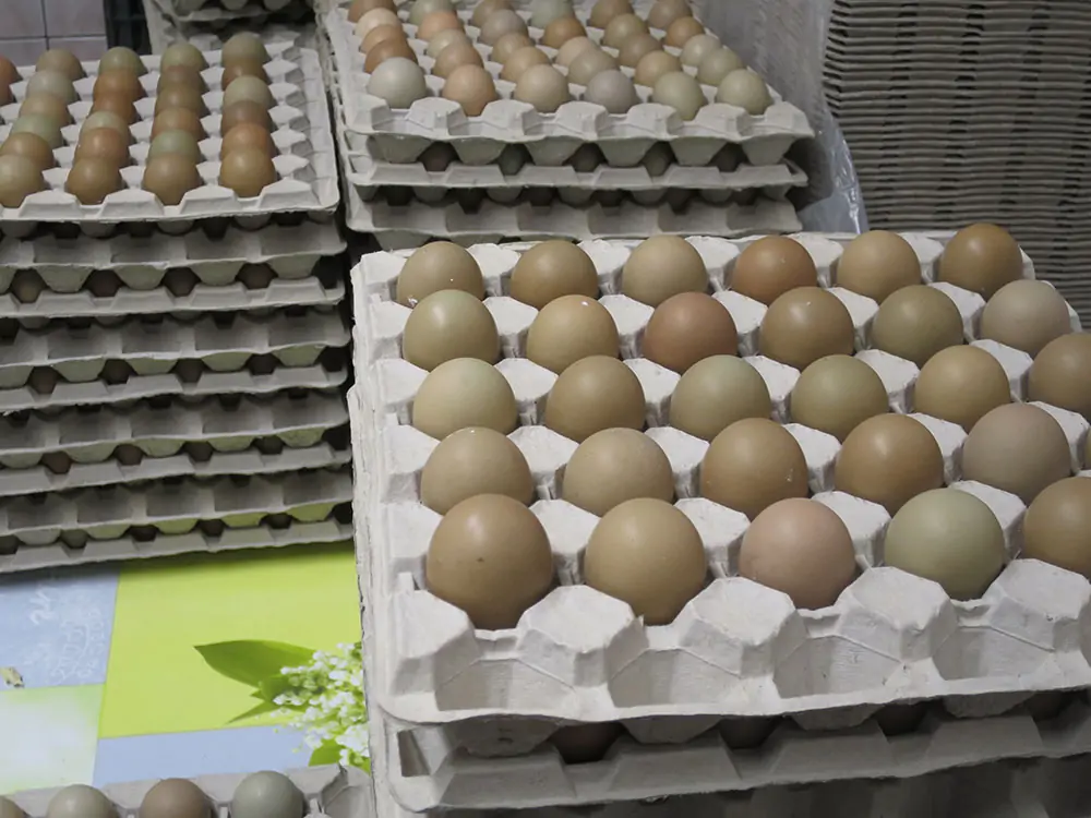 Gi&aacute; trị dinh dưỡng của trứng chim trĩ