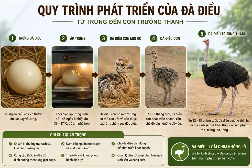 Công dụng của trứng chim trĩ: Sự thật dưới góc nhìn khoa học