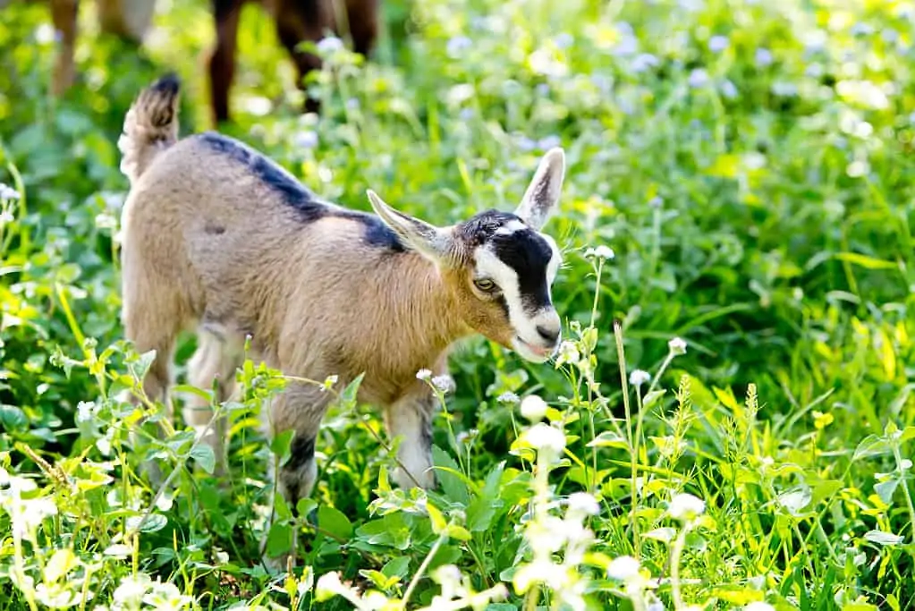 TRI THỨC NHÀ NÔNG