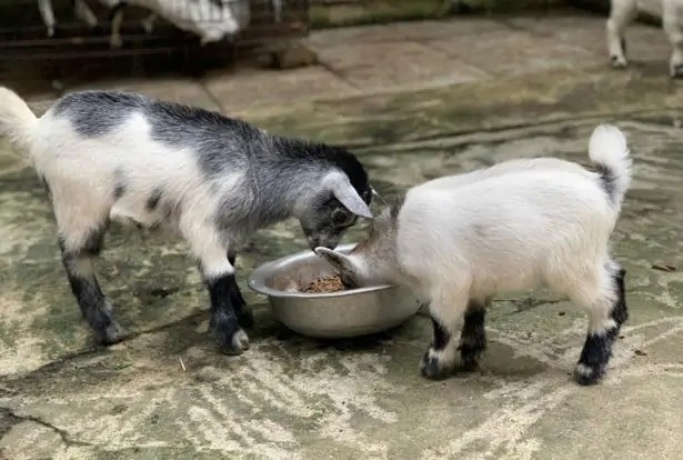 D&ecirc; l&ugrave;n Pygmy sinh sản