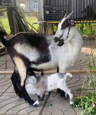 D&ecirc; l&ugrave;n Pygmy sinh sản