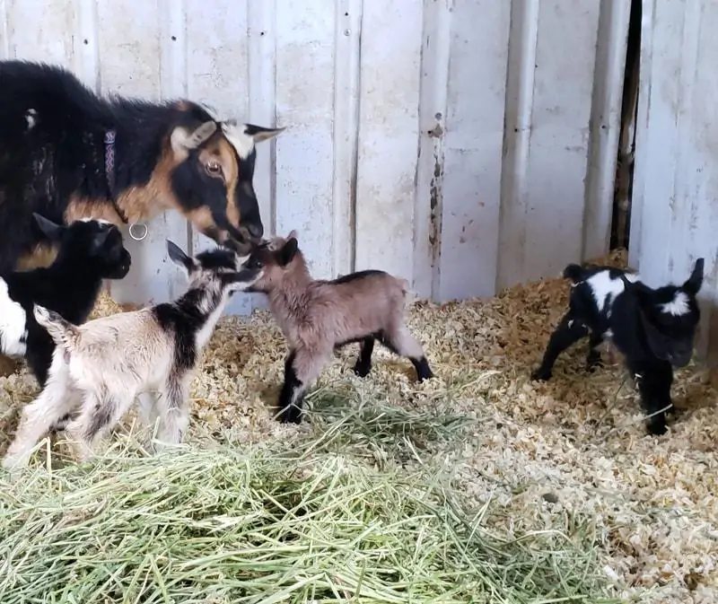 Kỹ thuật nu&ocirc;i d&ecirc; l&ugrave;n Pygmy sinh sản