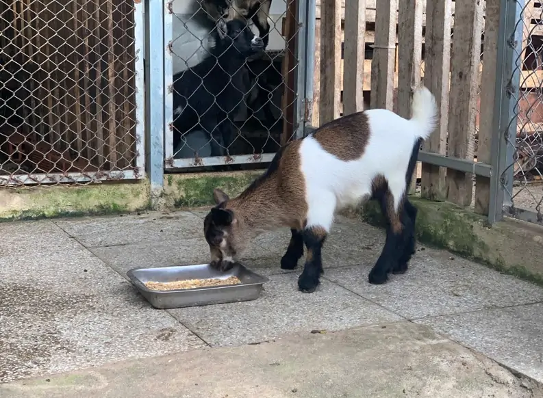Nu&ocirc;i d&ecirc; l&ugrave;n Pygmy trong farm