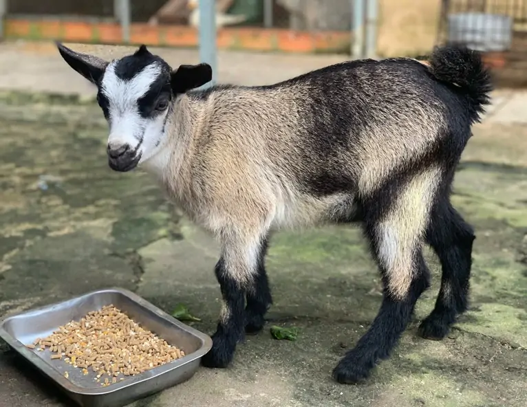 Nu&ocirc;i d&ecirc; l&ugrave;n Pygmy trong farm