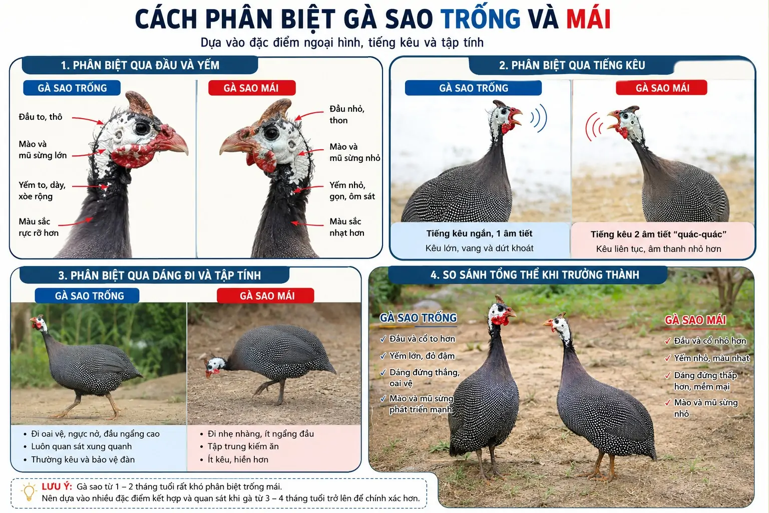 Vịt Call Duck