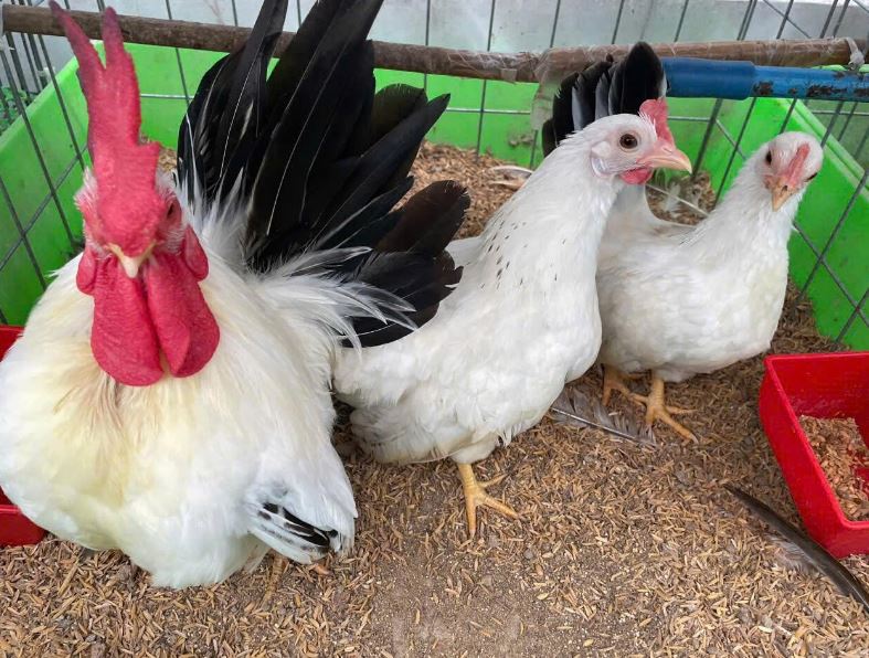 mỏ v&agrave;ng giữa phố cho m&ocirc; h&igrave;nh nu&ocirc;i gia cầm lấy trứng sạch