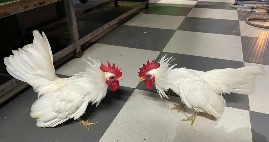 Địa chỉ mua g&agrave; tre Th&aacute;i uy t&iacute;n tại TP.HCM