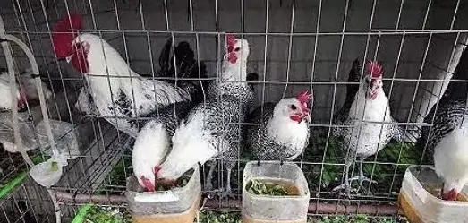 Vịt Call Duck