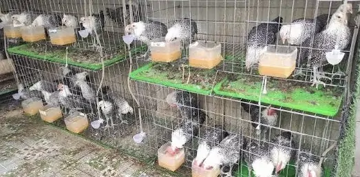 Giống Vịt Call Duck