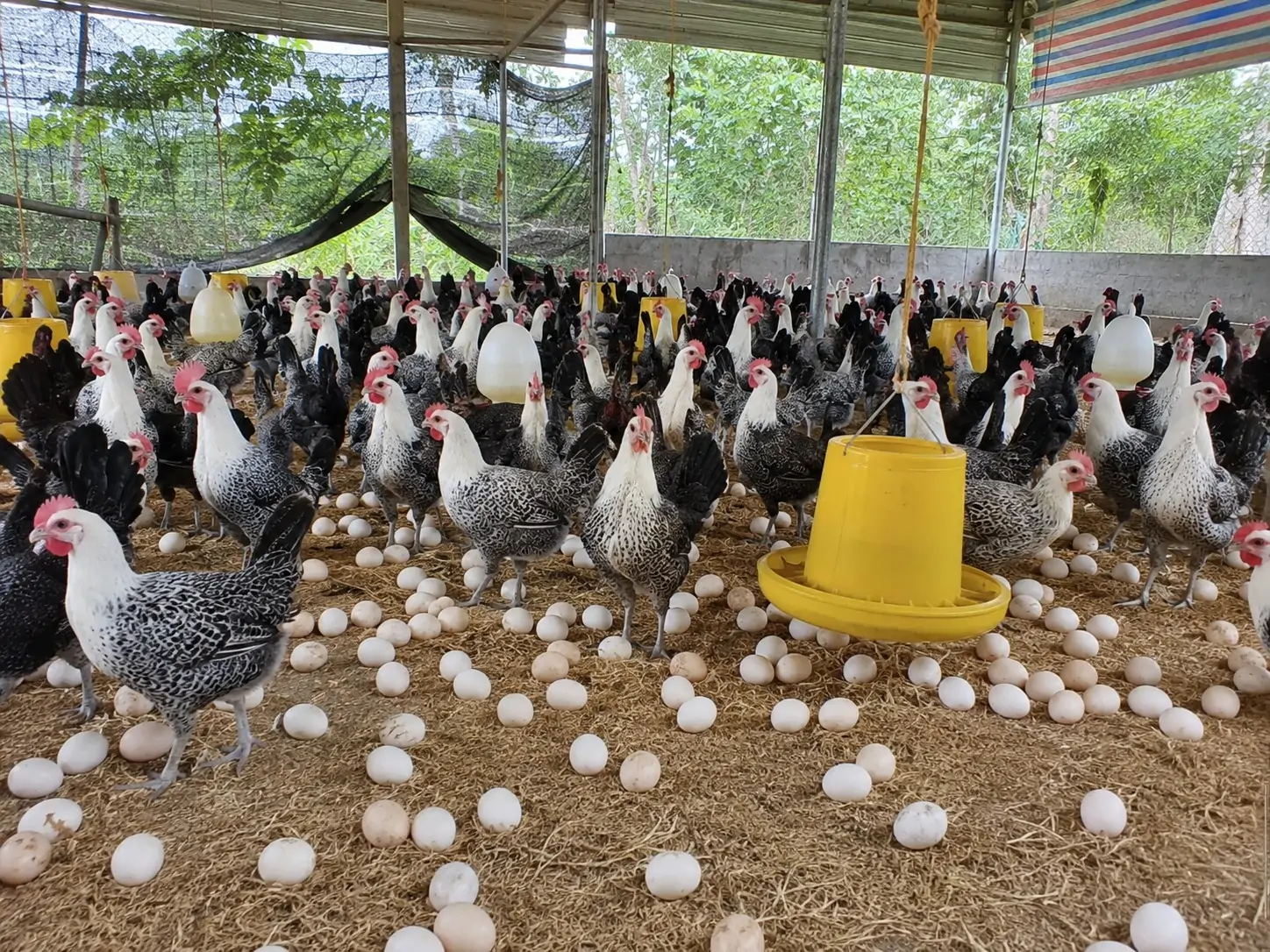 TRI THỨC NHÀ NÔNG