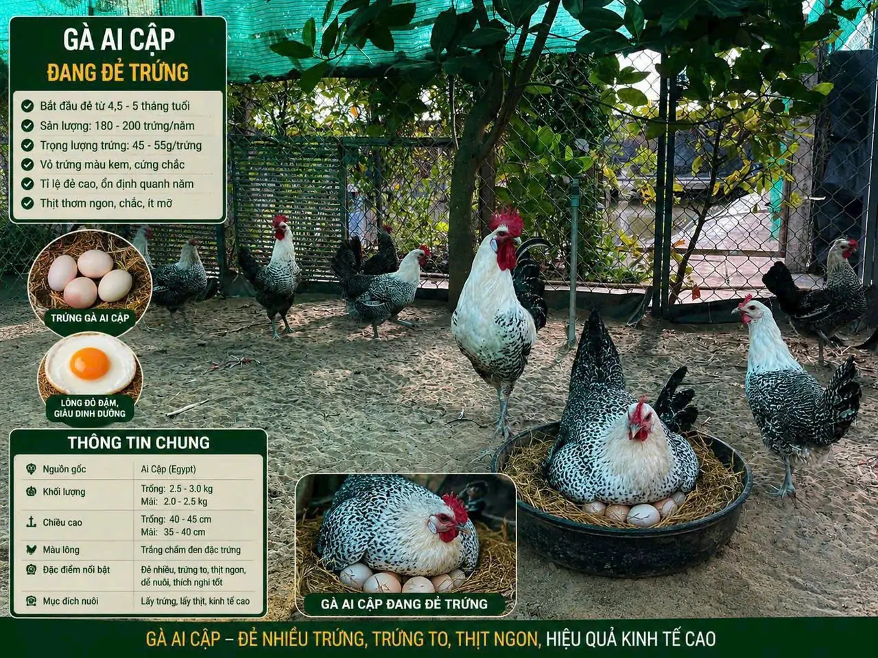 Vịt Call Duck