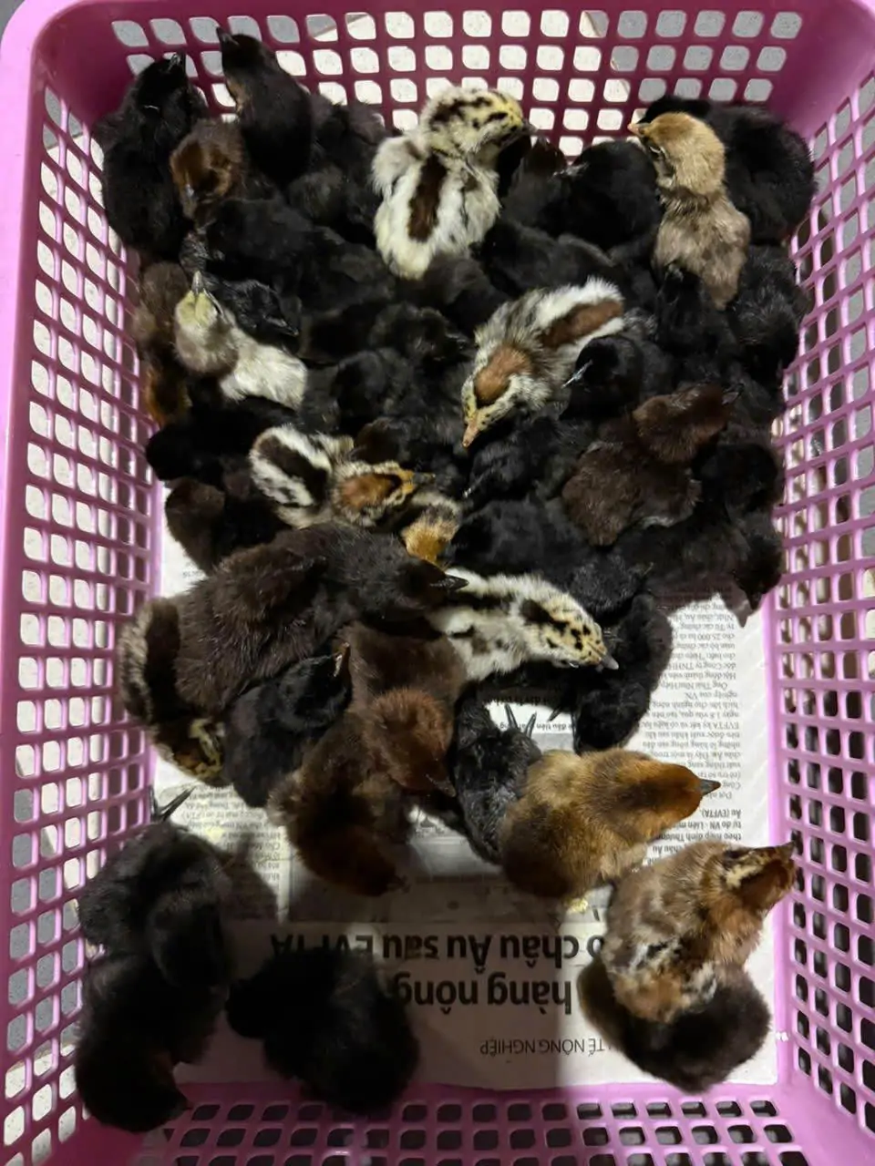 Gà hơ mông