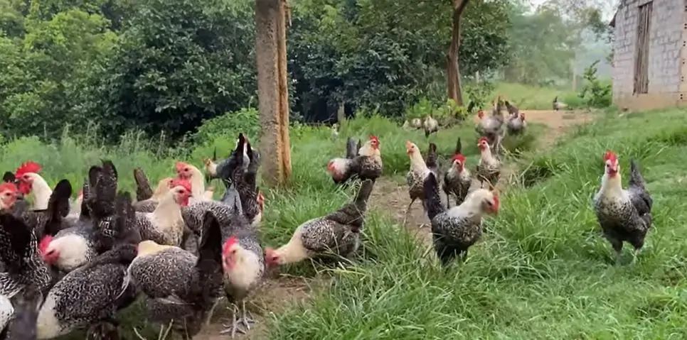 Gà Ai Cập siêu trứng thả vườn