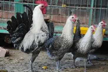 Nuôi ngỗng sư tử làm cảnh