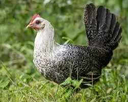 Nuôi gà Ai Cập vằn lấy trứng sạch cho gia đình