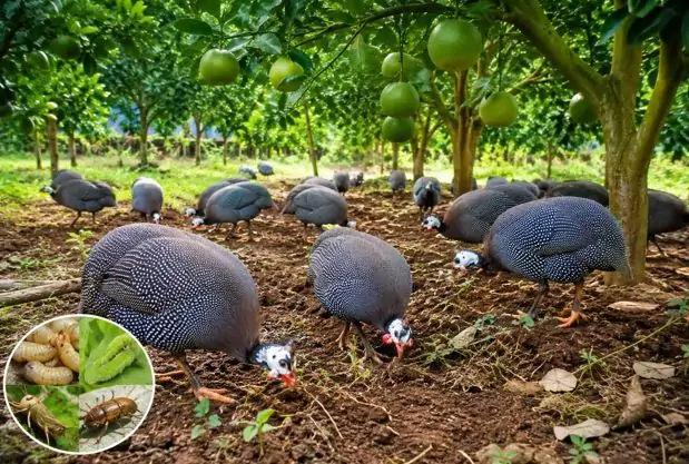 bí quyết nuôi gà cẩm thạch đẻ sai