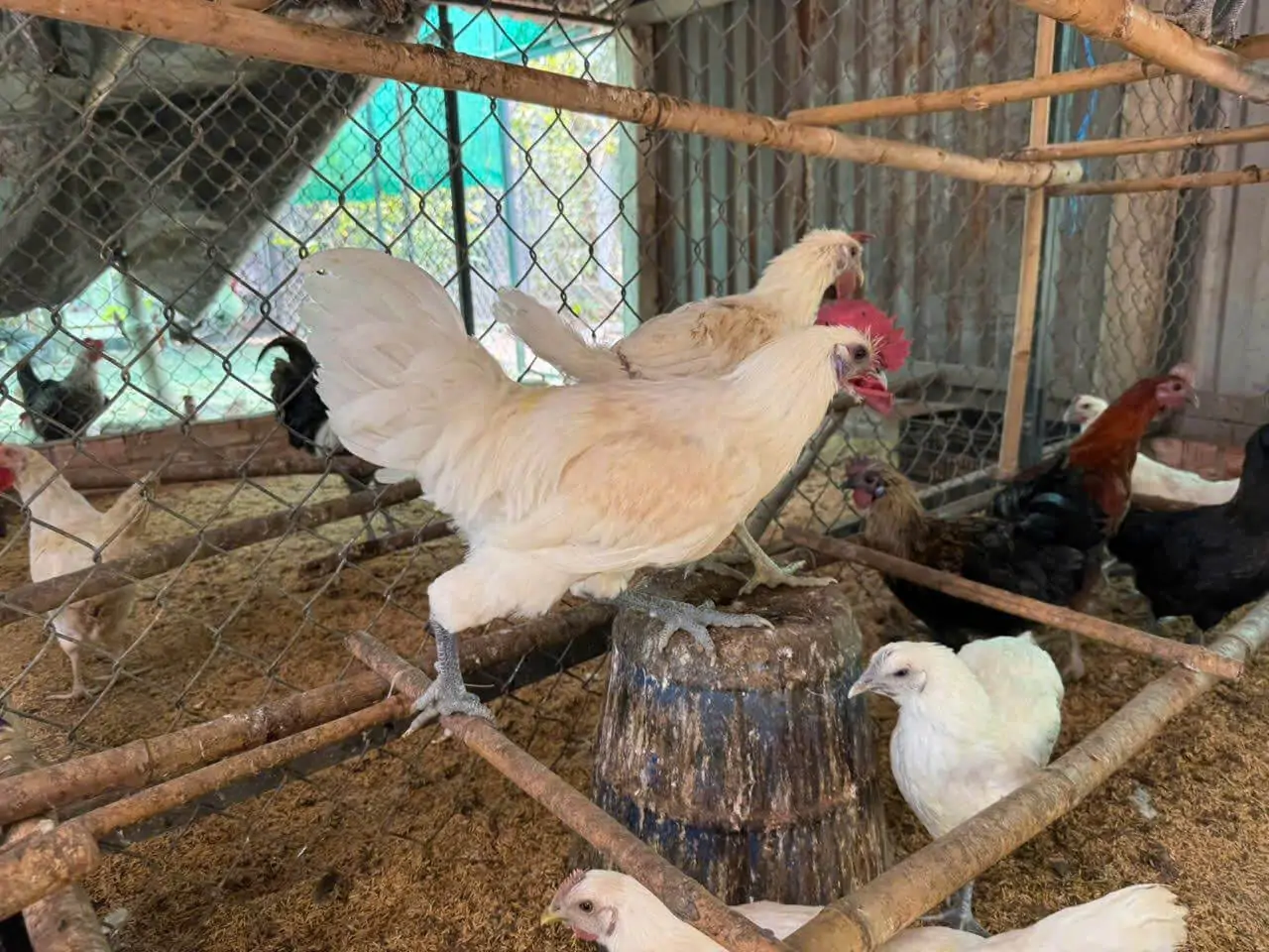 Bồ Câu Hỏa Tiễn