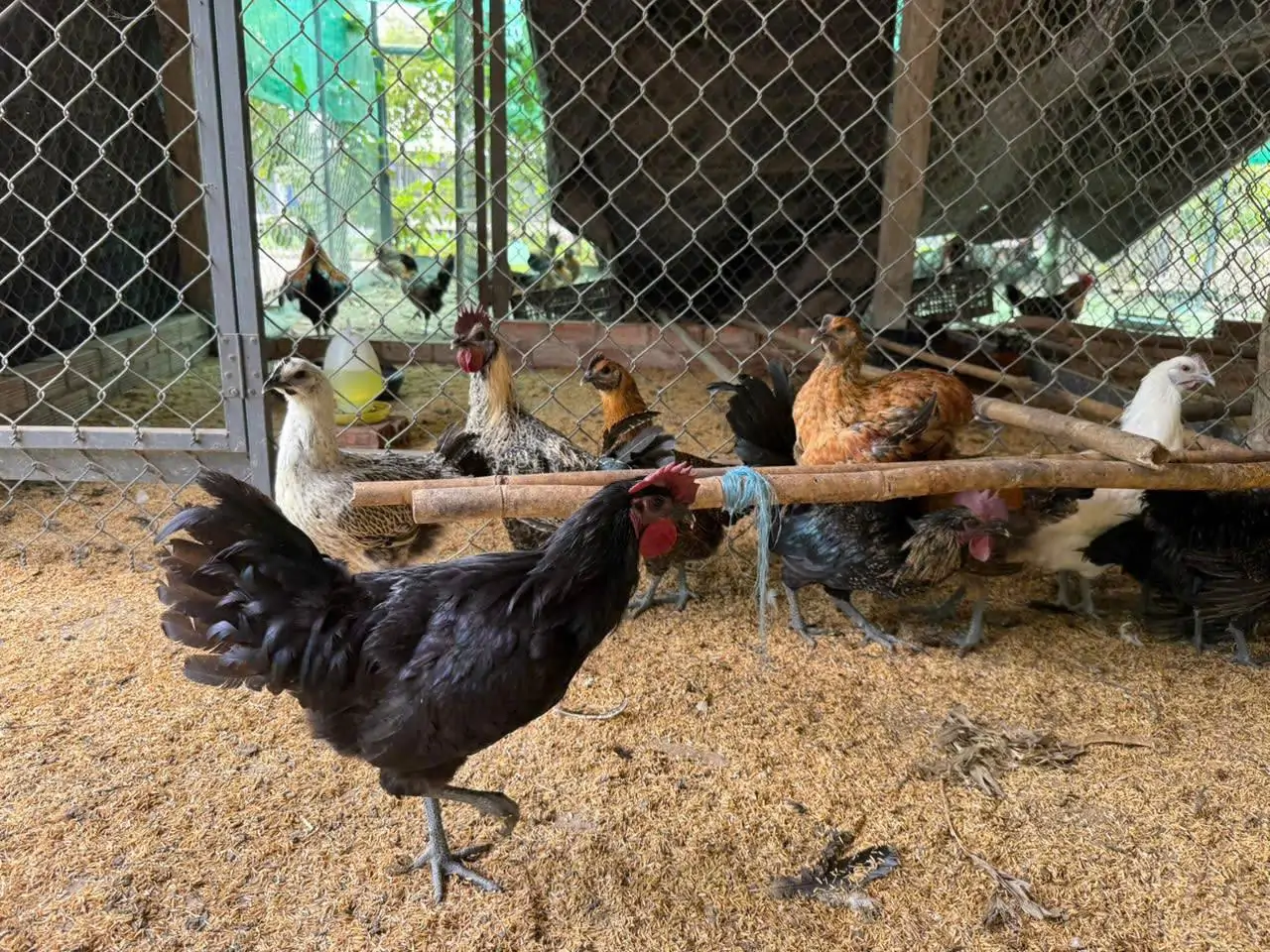 Bồ Câu Hỏa Tiễn