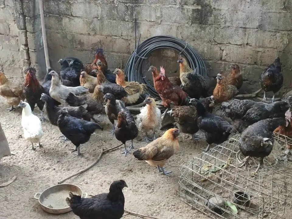 Giải mã Gà Hơ Mông
