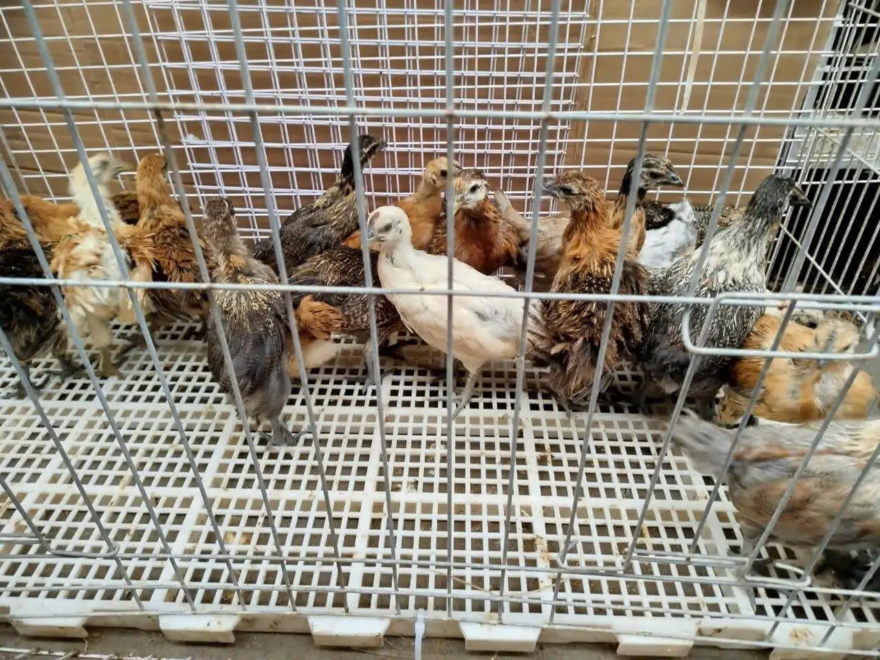 Mô hình tự cung tự cấp - Gà Hơ Mông