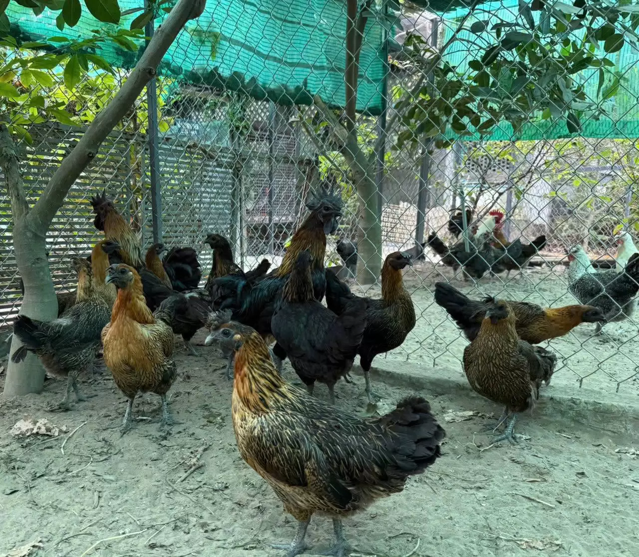 Gà Hơ Mông sinh sản 