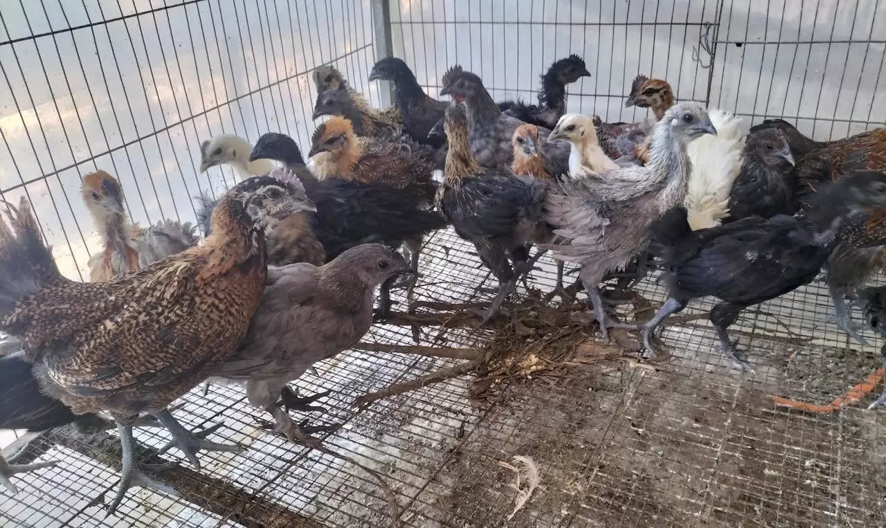 Gà choai, gà hậu bị