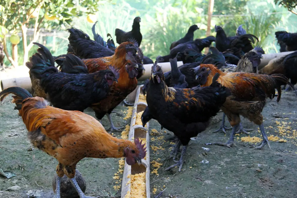 TRI THỨC NHÀ NÔNG