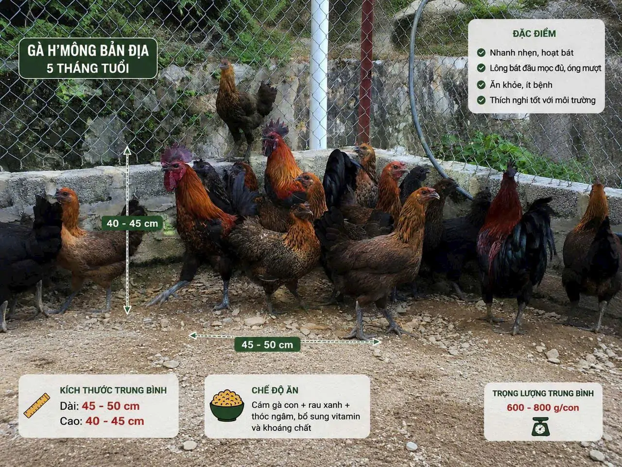 Vịt Call Duck