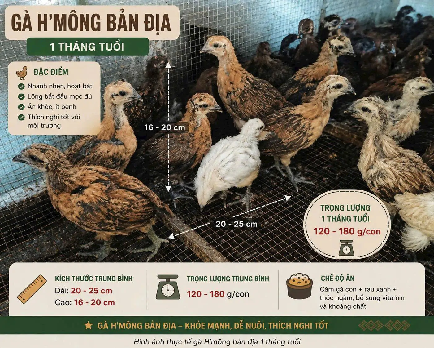 Kỹ thuật úm gà Hơ Mông con