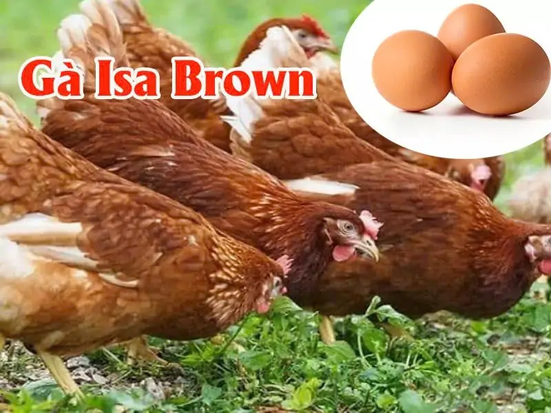 G&agrave; Isa Brown