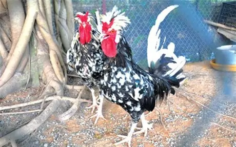 TRI THỨC NHÀ NÔNG