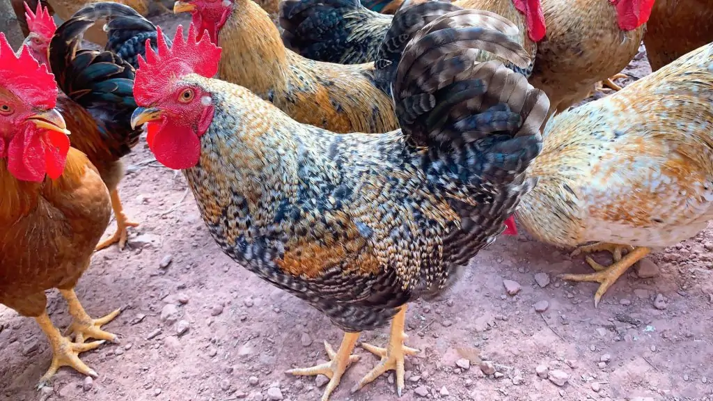 Nuôi ngỗng sư tử làm cảnh