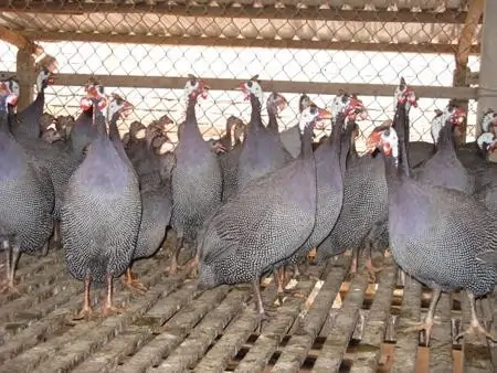 cách nuôi gà sao sử dụng đệm lót sinh học