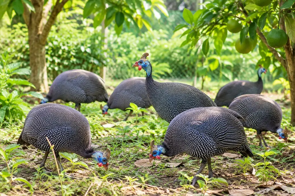 Công dụng chuối sáp nghệ