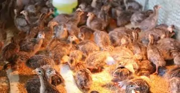 Trích Cồ – Loài Chim Nước Rất Thông Minh, Dễ Nuôi Và Biết Giữ Nhà