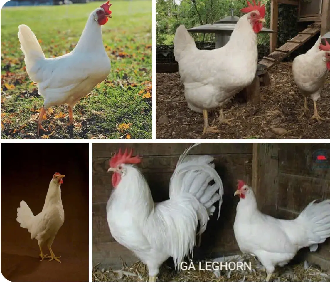 Gà siêu trứng đẻ liên tục được bao lâu