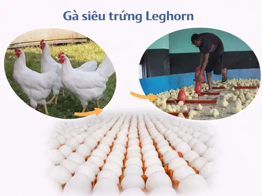 Mua Gà Siêu Trứng Ở Đâu