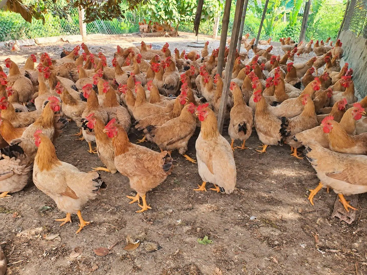 Nuôi đà điểu có khó không?