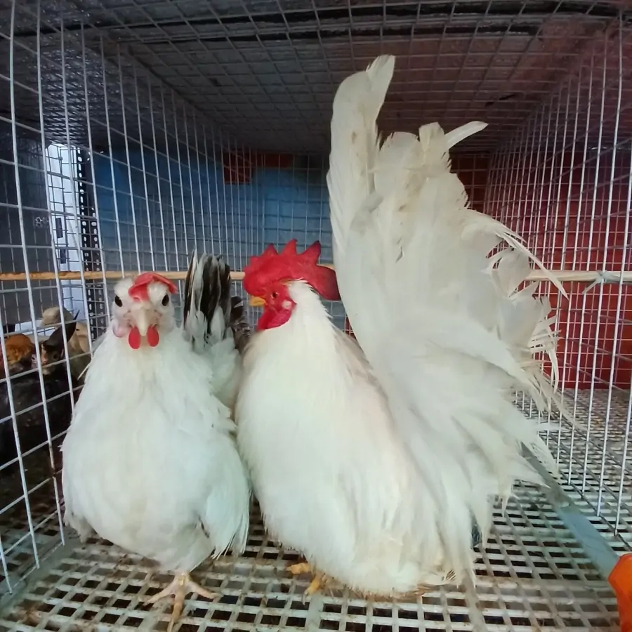Bồ Câu Hỏa Tiễn