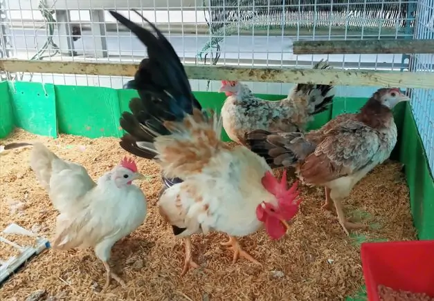 Bồ Câu Hỏa Tiễn