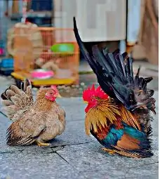 Mô hình nuôi lợn rừng bán hoang dã