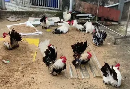 G&agrave; tre th&aacute;i