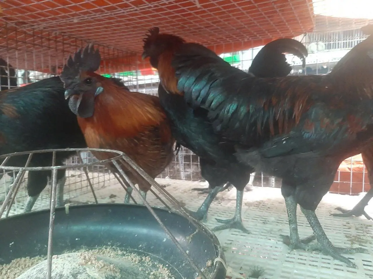 Giải mã Gà Hơ Mông