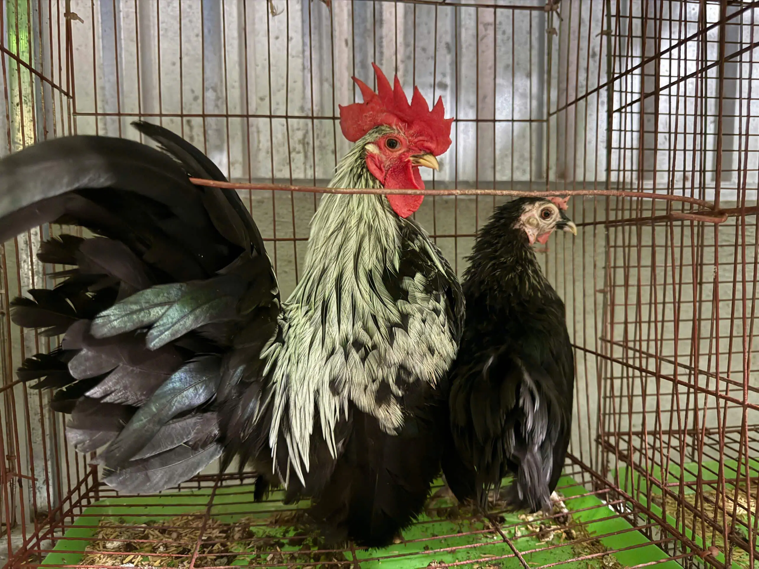 giống g&agrave; kiểng