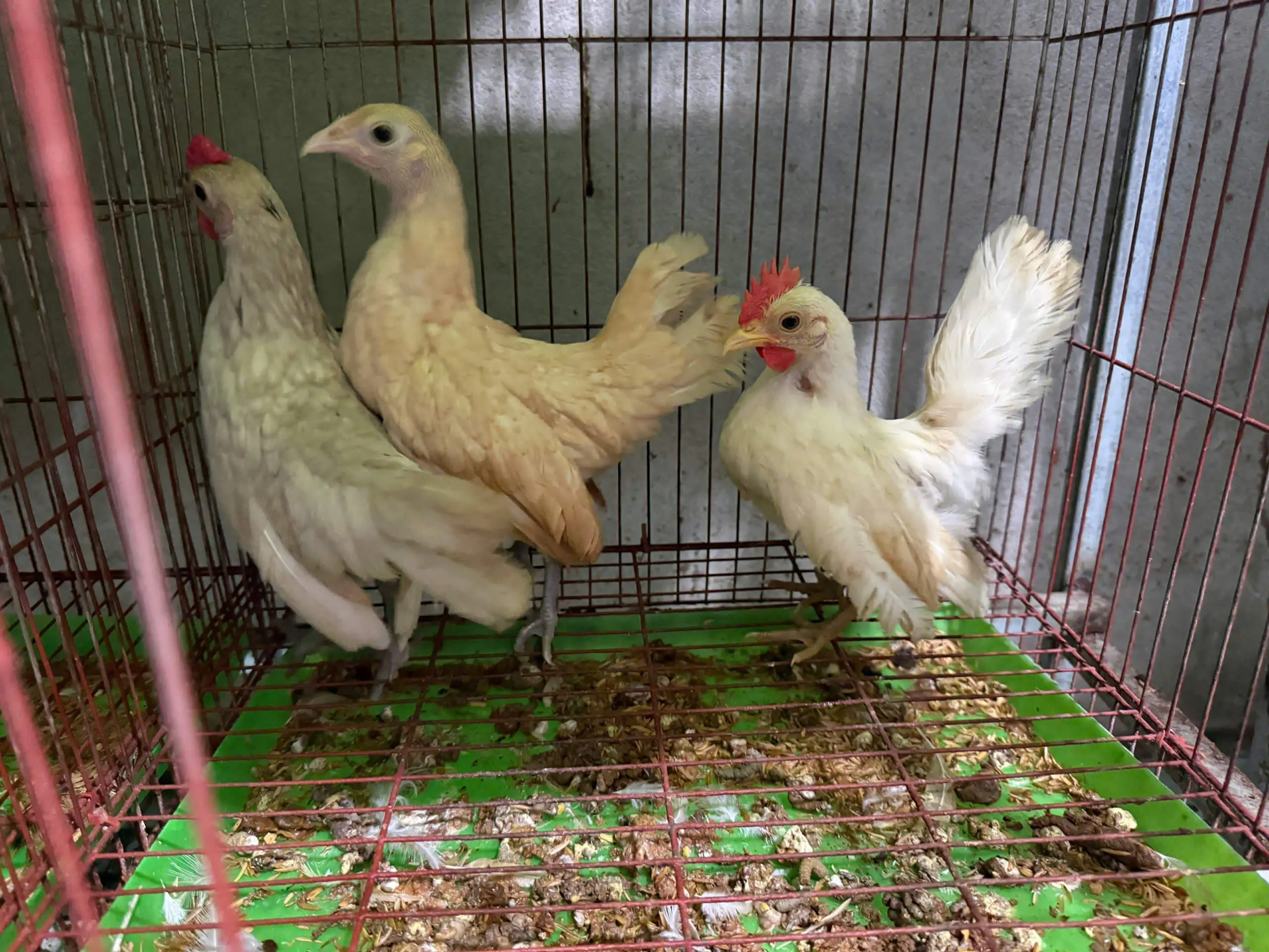 giống g&agrave; kiểng