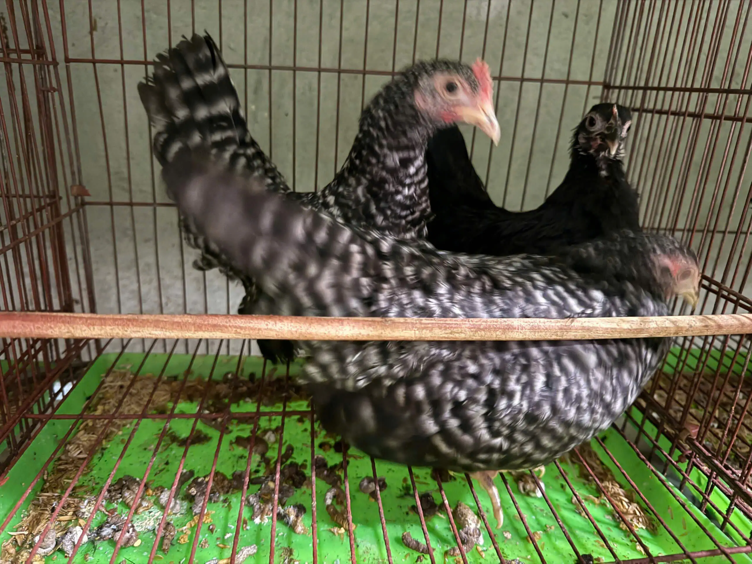 giống g&agrave; kiểng