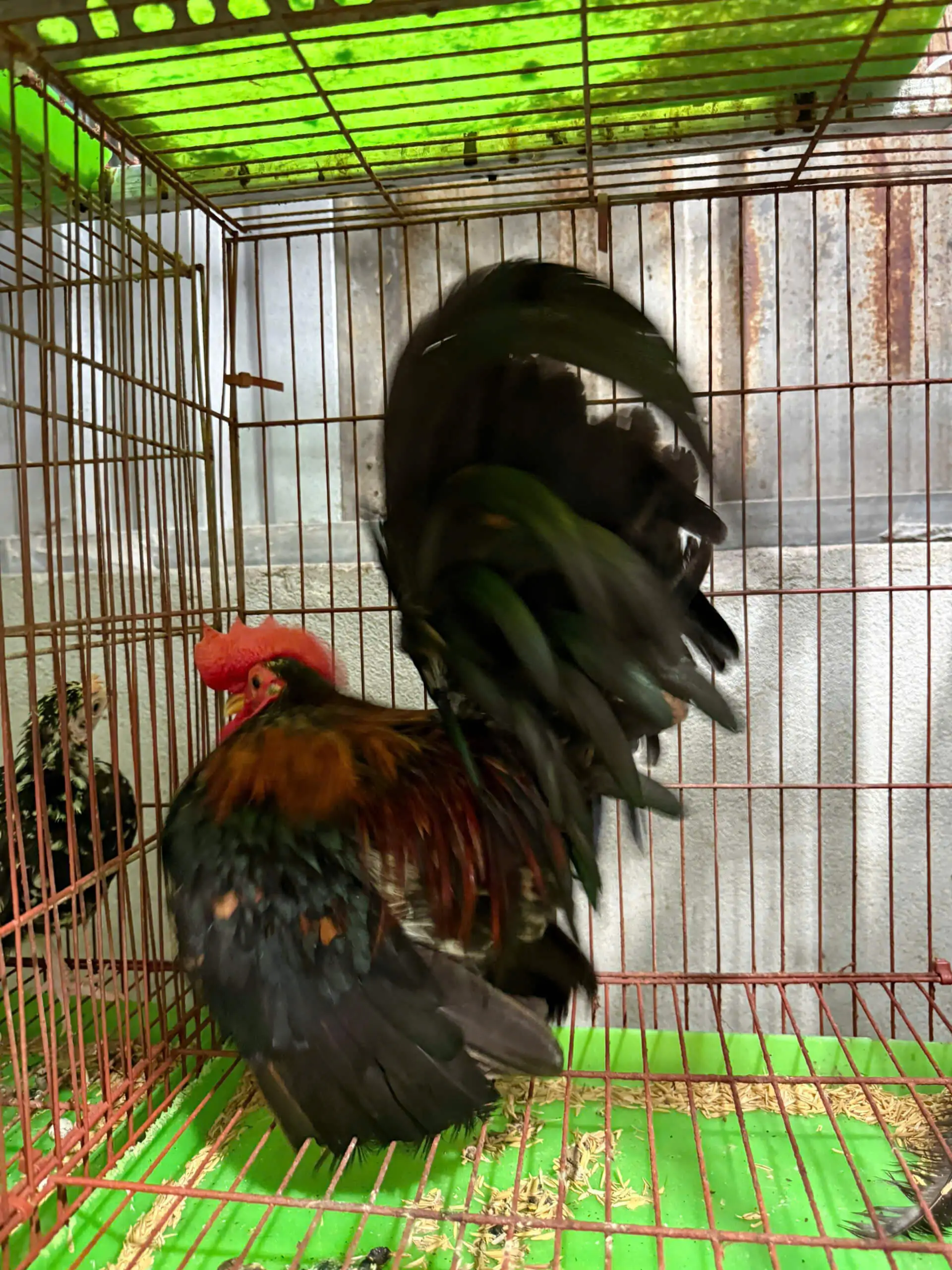 giống g&agrave; kiểng