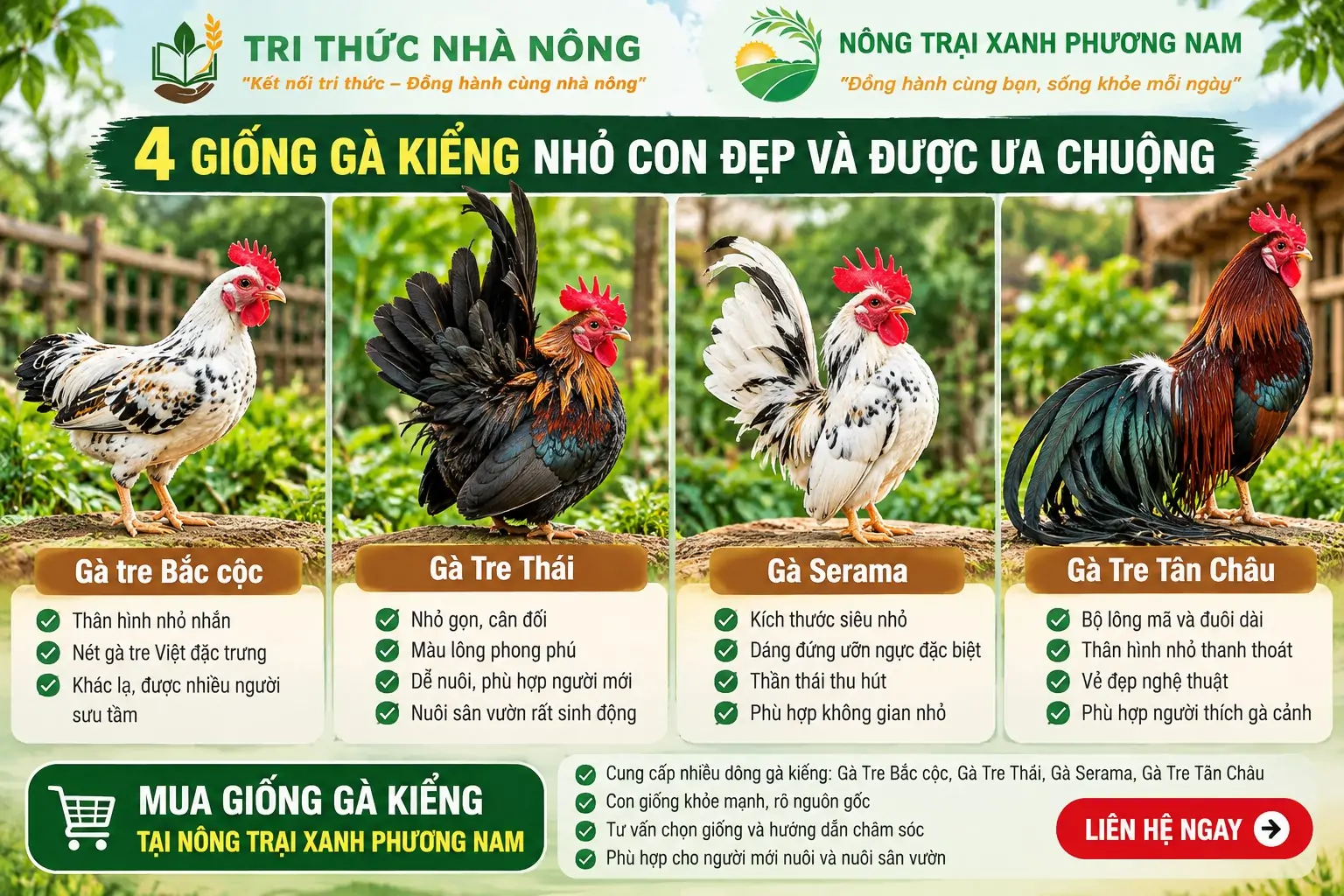 Phân Biệt Gà Ai Cập Vằn Và Gà Ai Cập Trắng