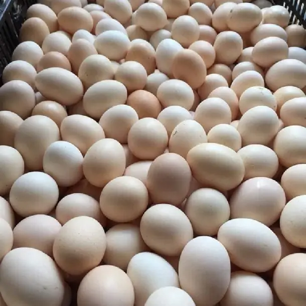 Giống gà Leghorn