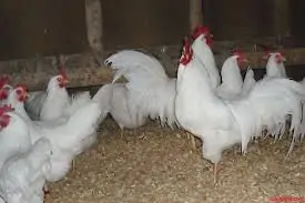 Giống gà Leghorn